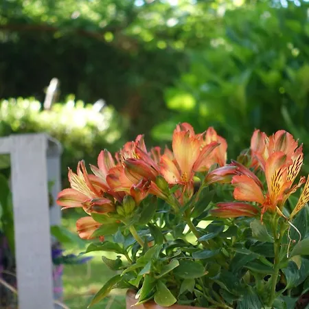 Casa Videira - Rural Cerca Del Mar * 布埃乌